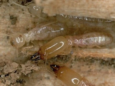 南海消杀白蚁所有什么方法可以预防和控制白蚁
