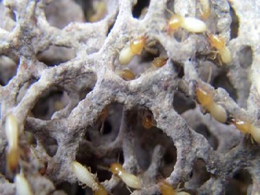 三水验收白蚁公司——白蚁危害有哪些？