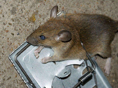 南海鼠害防控中心避免老鼠进入室内的方法