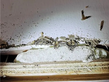 禅城白蚁灭治站如何找到隐藏的白蚁巢穴